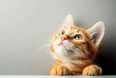 Pet Photo Editing